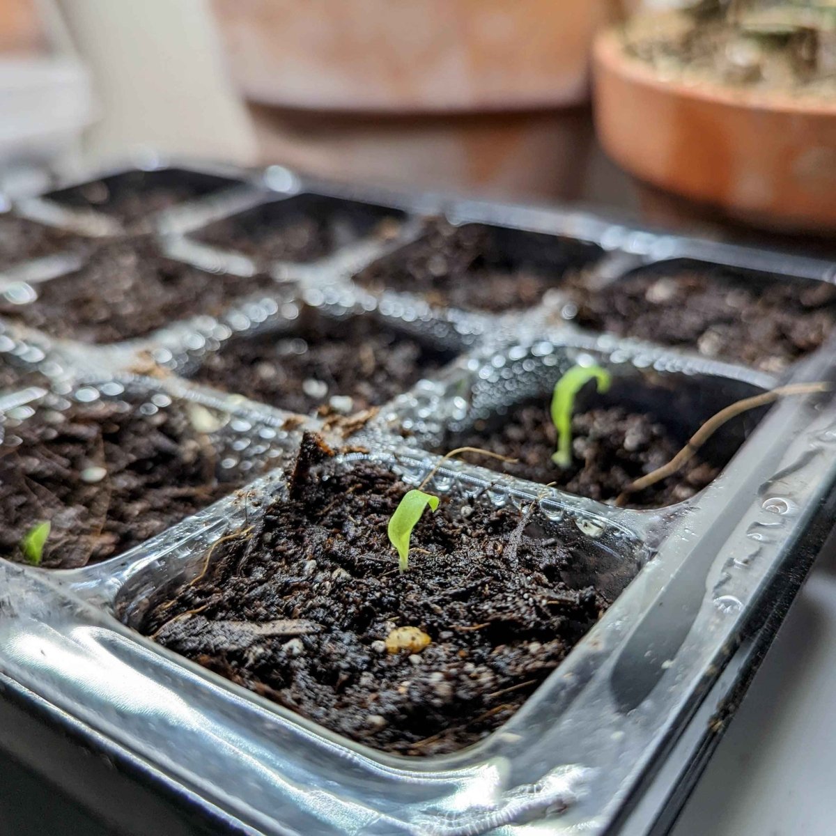 Chlorophytum Amaniense 'Fire Flash' Seeds, view 6