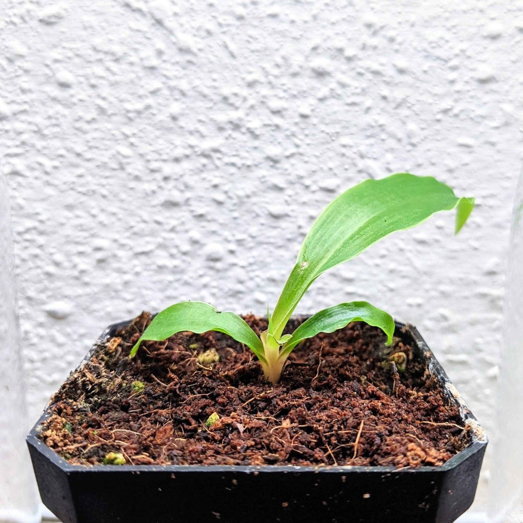 Chlorophytum Amaniense 'Fire Flash' Seeds, view 10