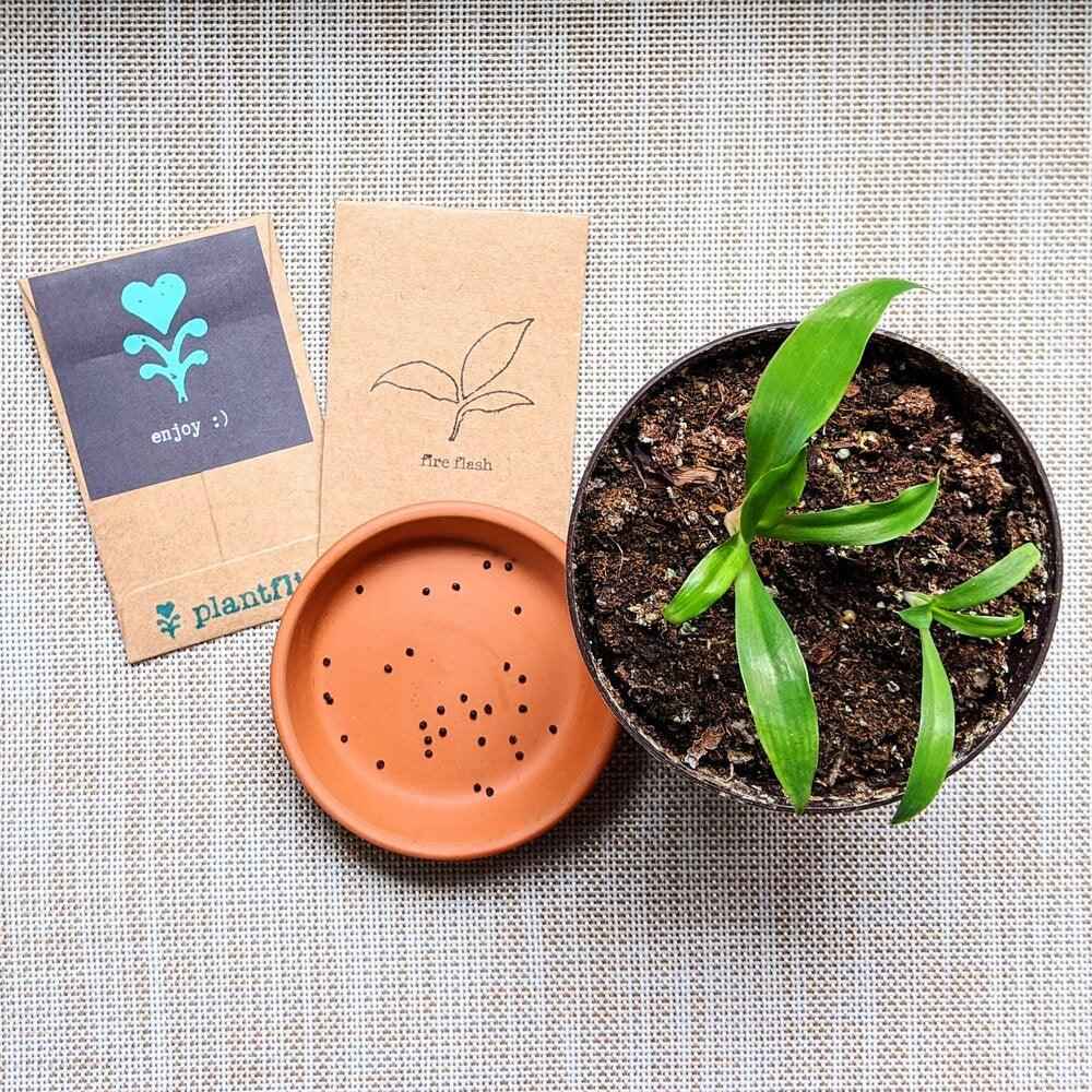 Chlorophytum Amaniense 'Fire Flash' Seeds, view 11