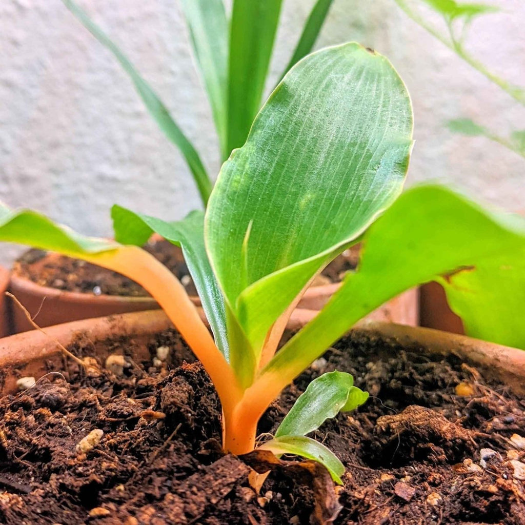 Chlorophytum Amaniense 'Fire Flash' Seeds, view 7