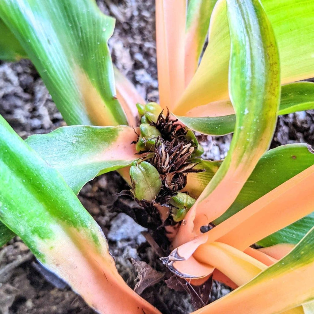 Chlorophytum Amaniense 'Fire Flash' Seeds, view 14