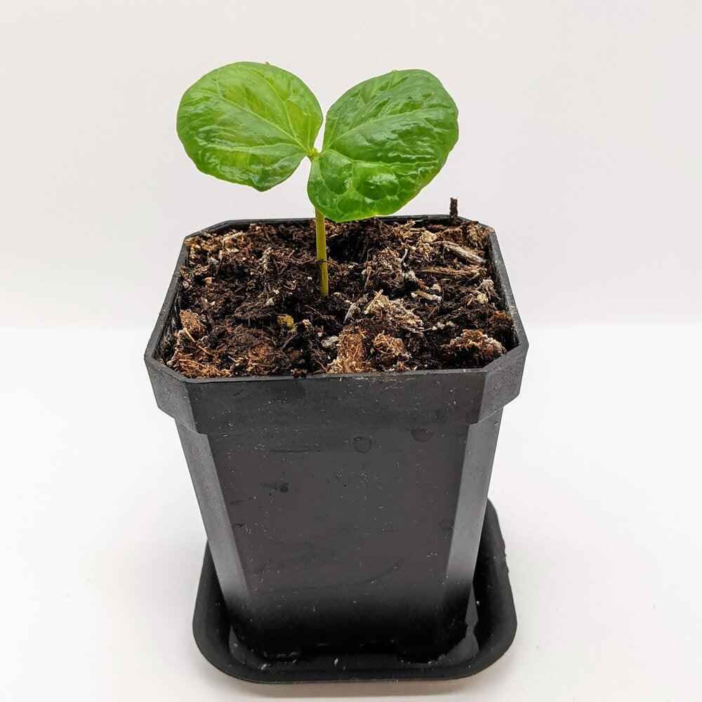 Coffea 'Coffee Plant' Seeds, view 5