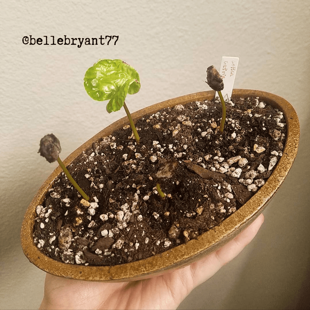 Coffea 'Coffee Plant' Seeds, view 9