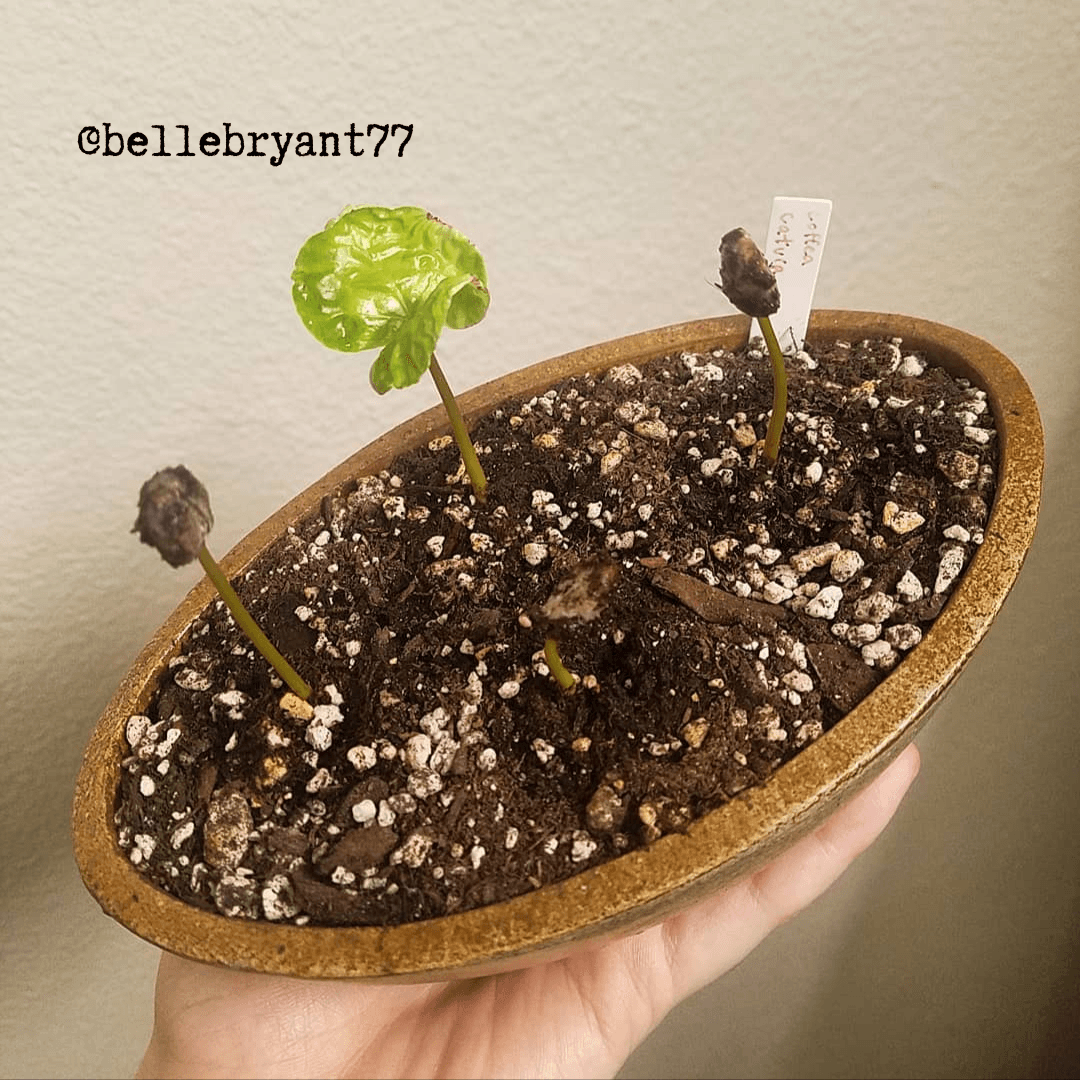 Coffea 'Coffee Plant' Seeds, view 9