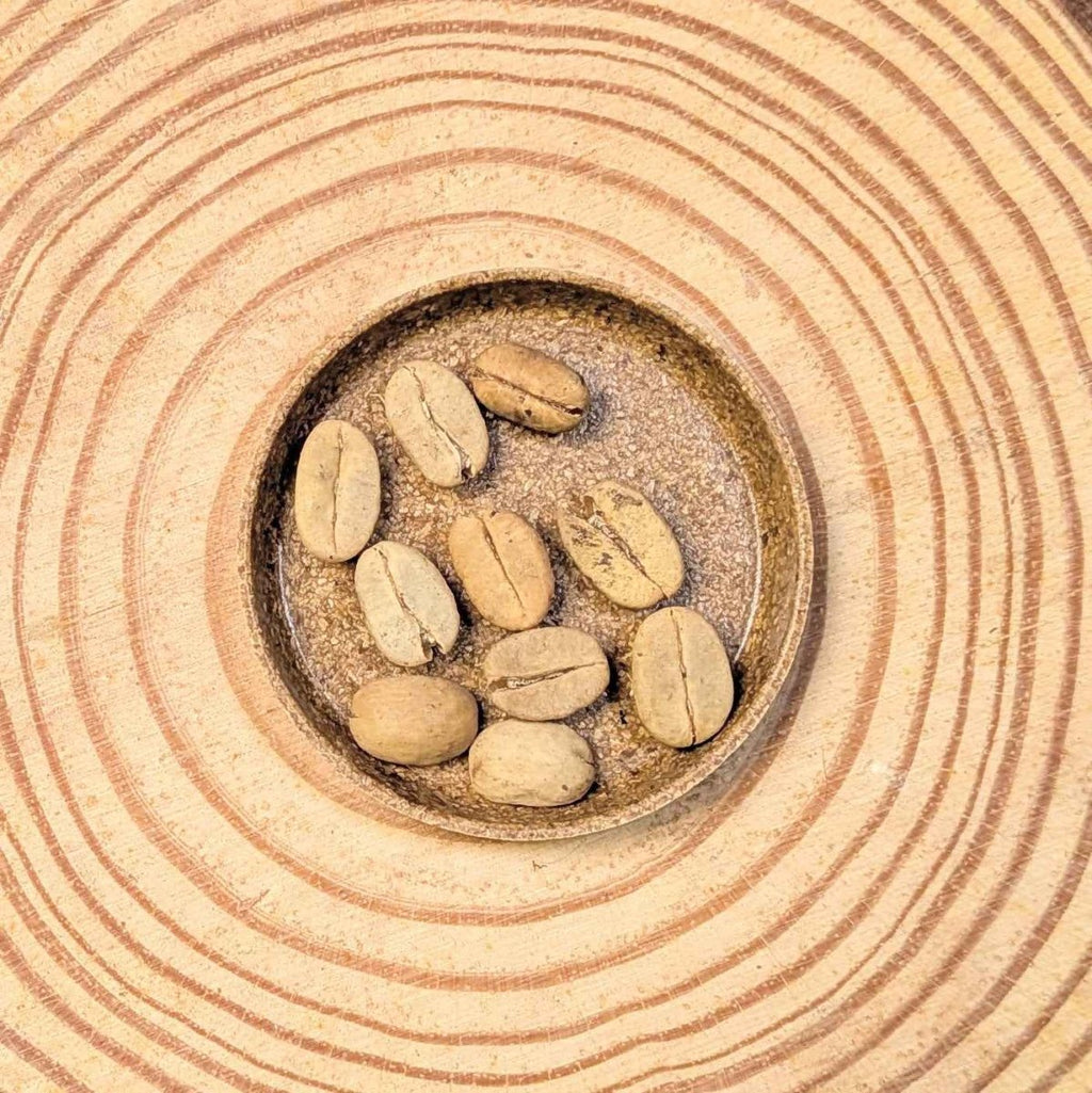 Coffea 'Coffee Plant' Seeds, view 2