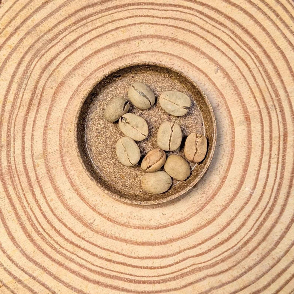 Coffea 'Coffee Plant' Seeds, view 11