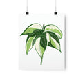 Philodendron Cream Splash Botanical Print – Unframed Wall Art