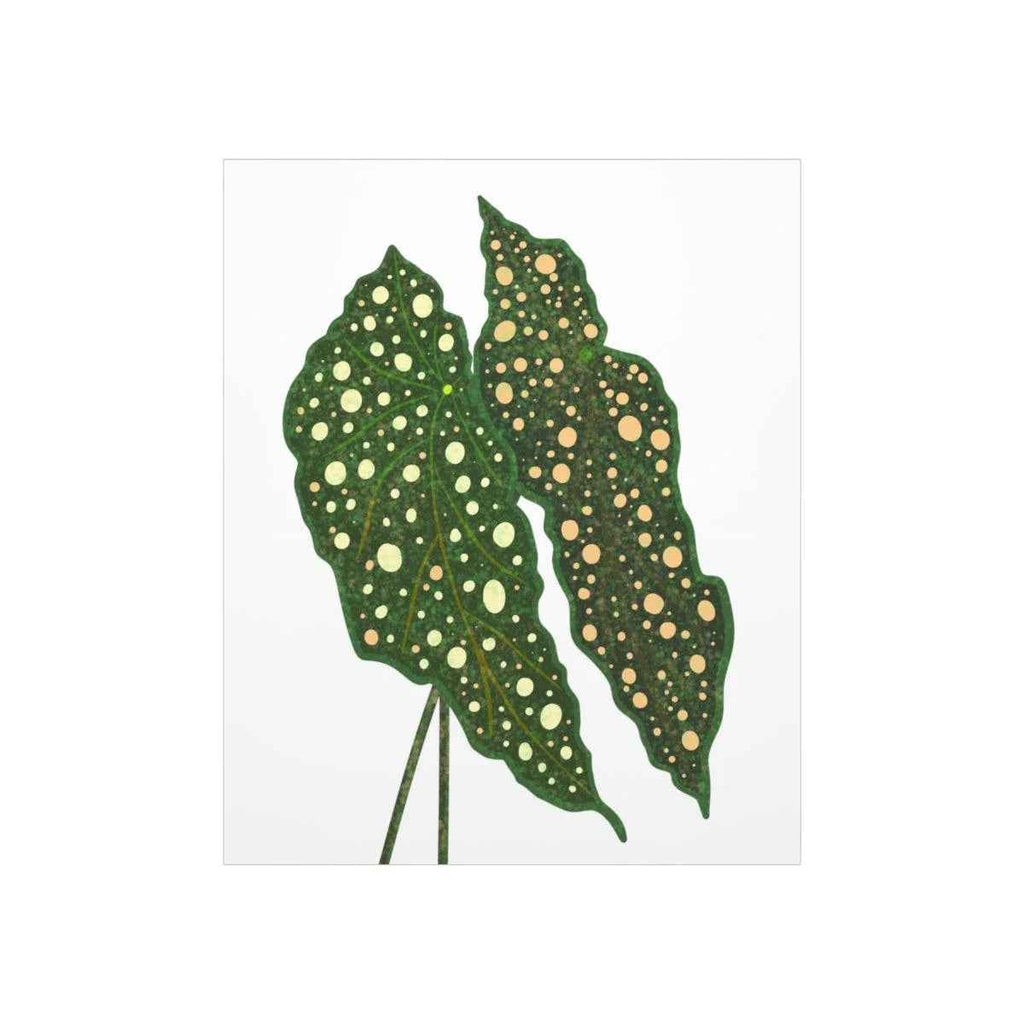 Begonia Maculata Botanical Print – Unframed Wall Art, view 10