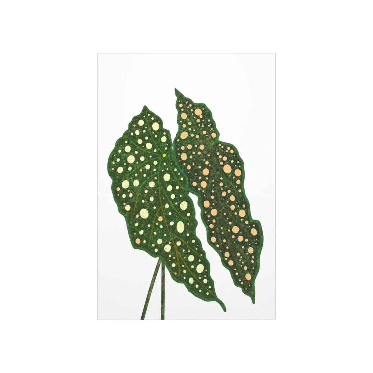 Begonia Maculata Botanical Print – Unframed Wall Art, view 2
