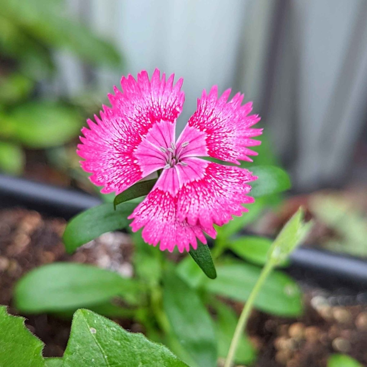 Dianthus Seeds, view 2