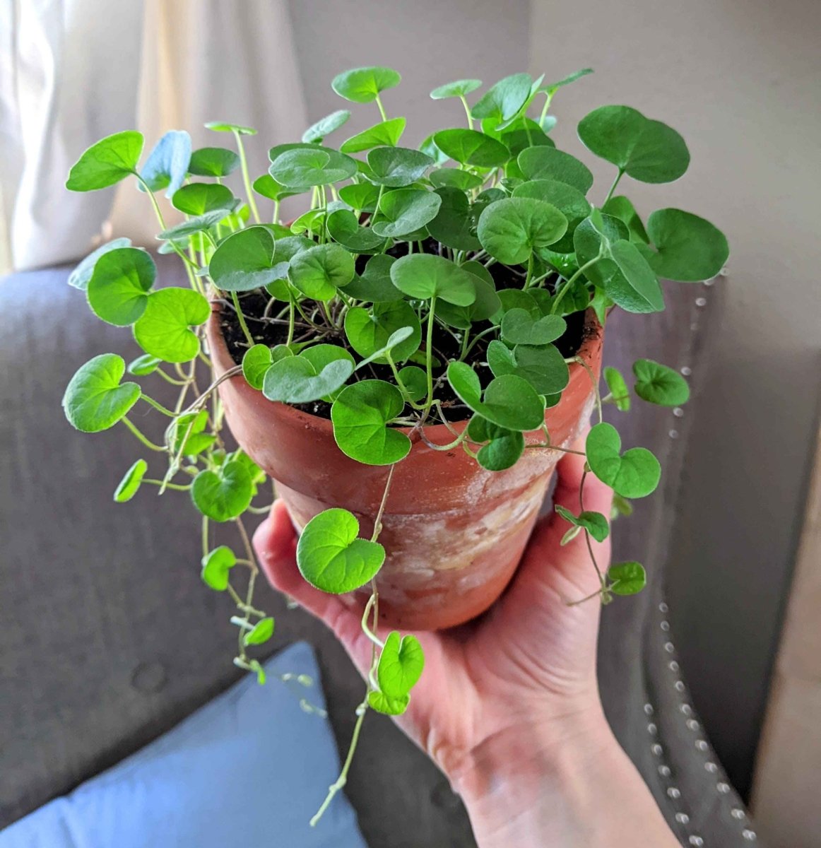Dichondra Seeds, view 4