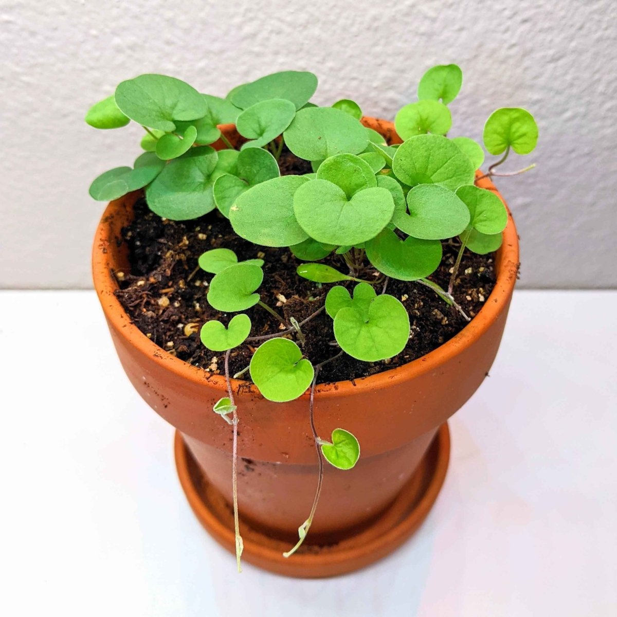 Dichondra Seeds, view 5