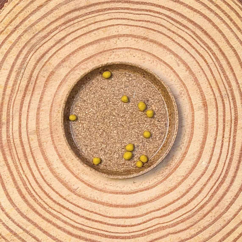 Dichondra Seeds, view 2