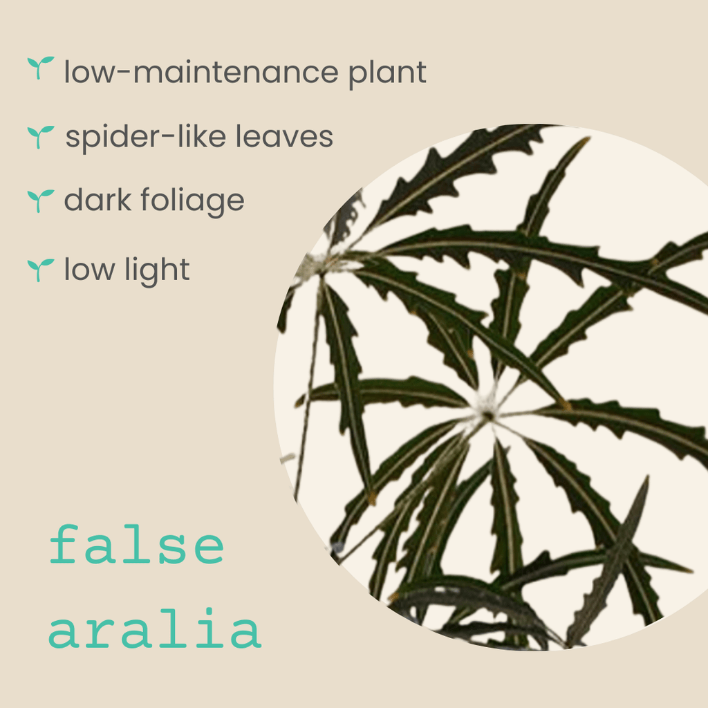 Dizygotheca elegantissima 'False Aralia' Seeds, view 3