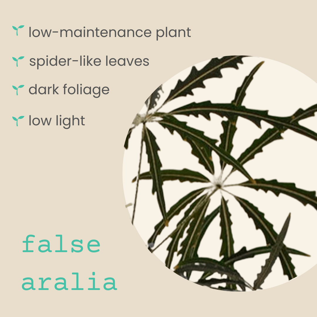 Dizygotheca elegantissima 'False Aralia' Seeds, view 3
