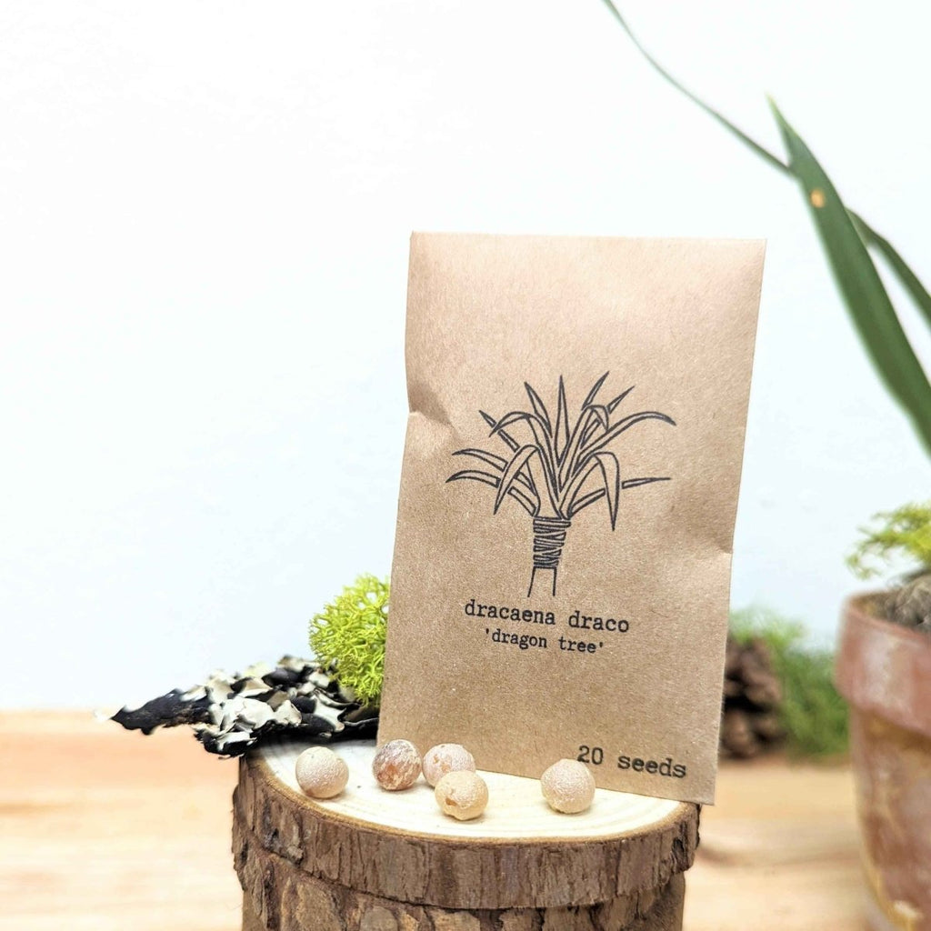 Dracaena Draco 'Dragon Tree' Seeds, view 4