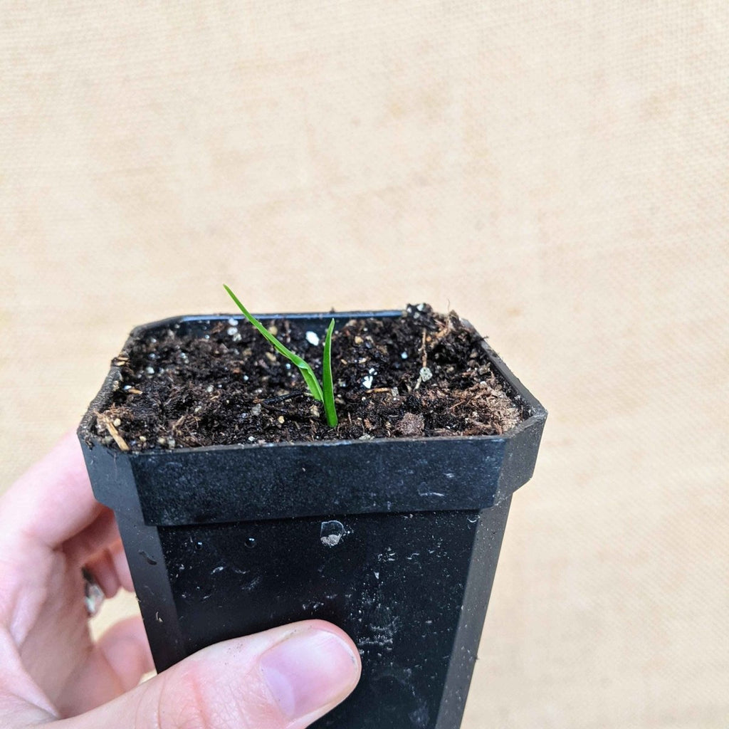 Dracaena Draco 'Dragon Tree' Seeds, view 6