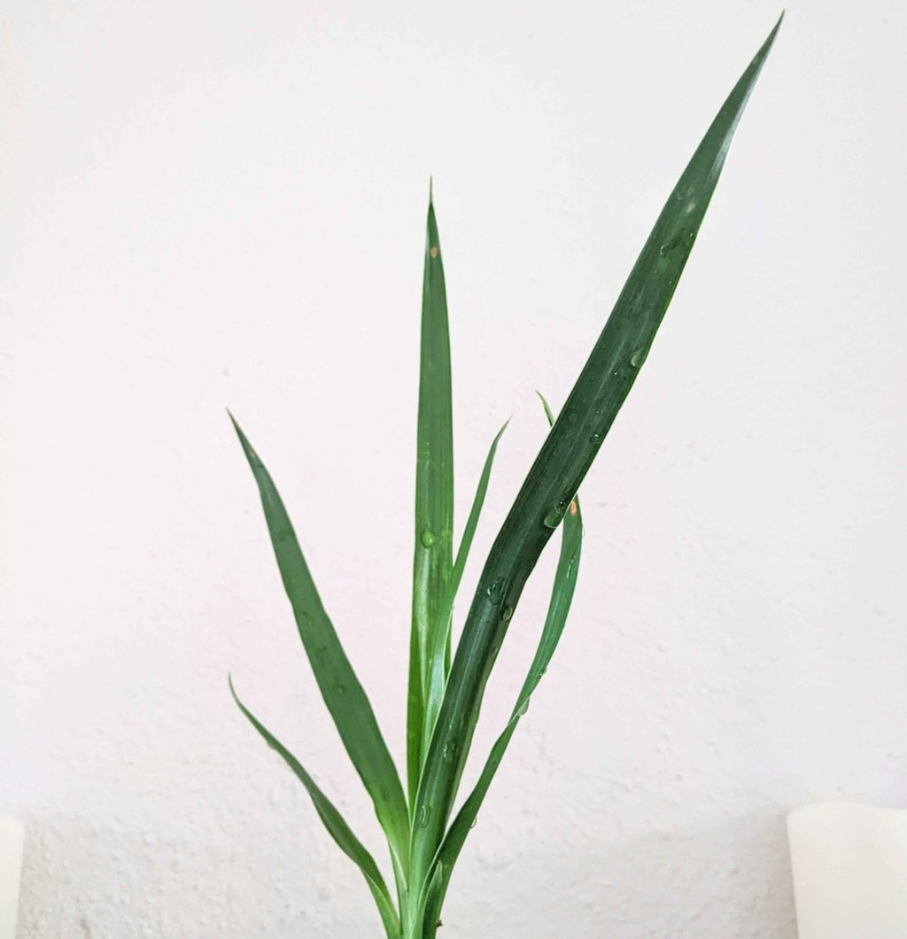 Dracaena Draco 'Dragon Tree' Seeds, view 8