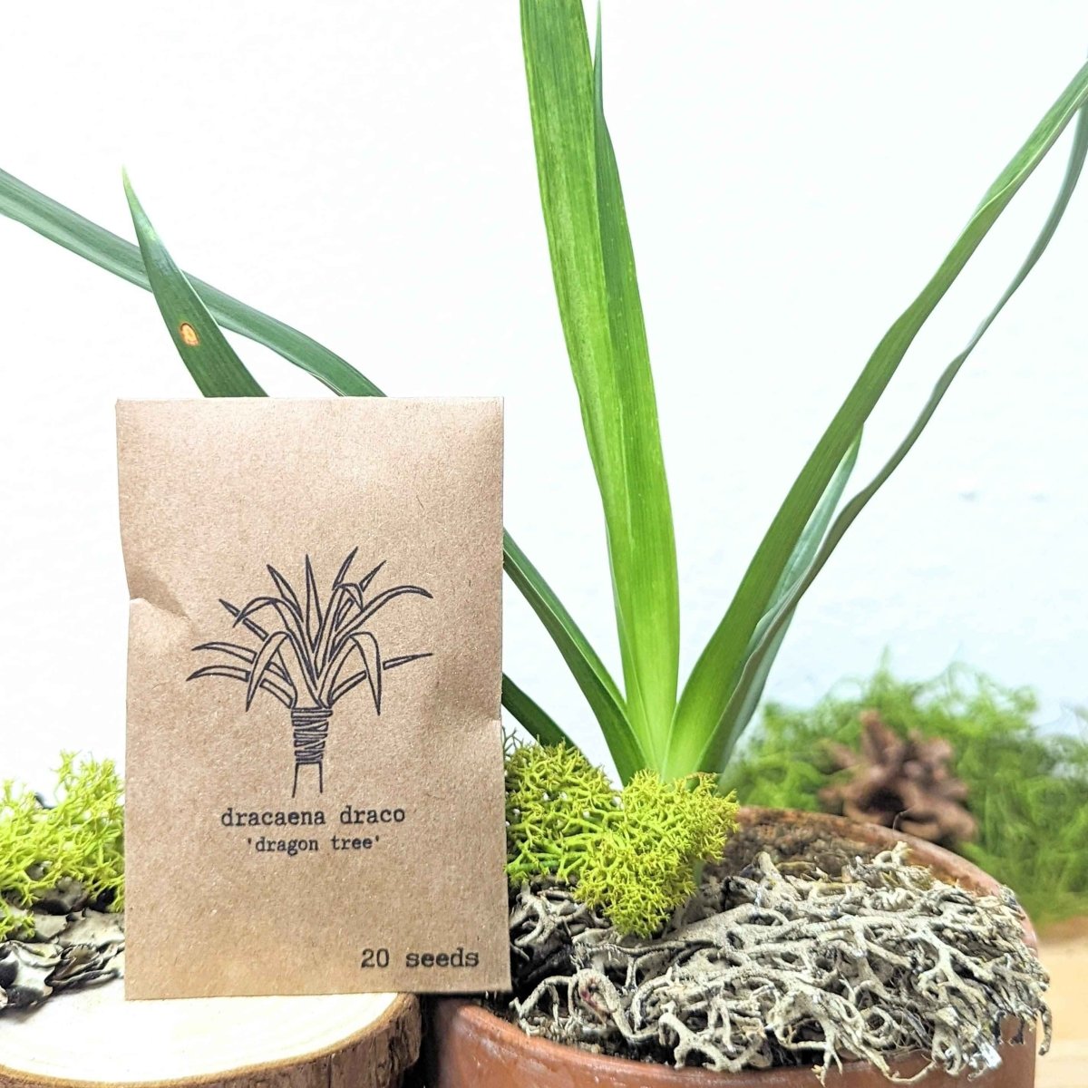 Dracaena Draco 'Dragon Tree' Seeds, view 5