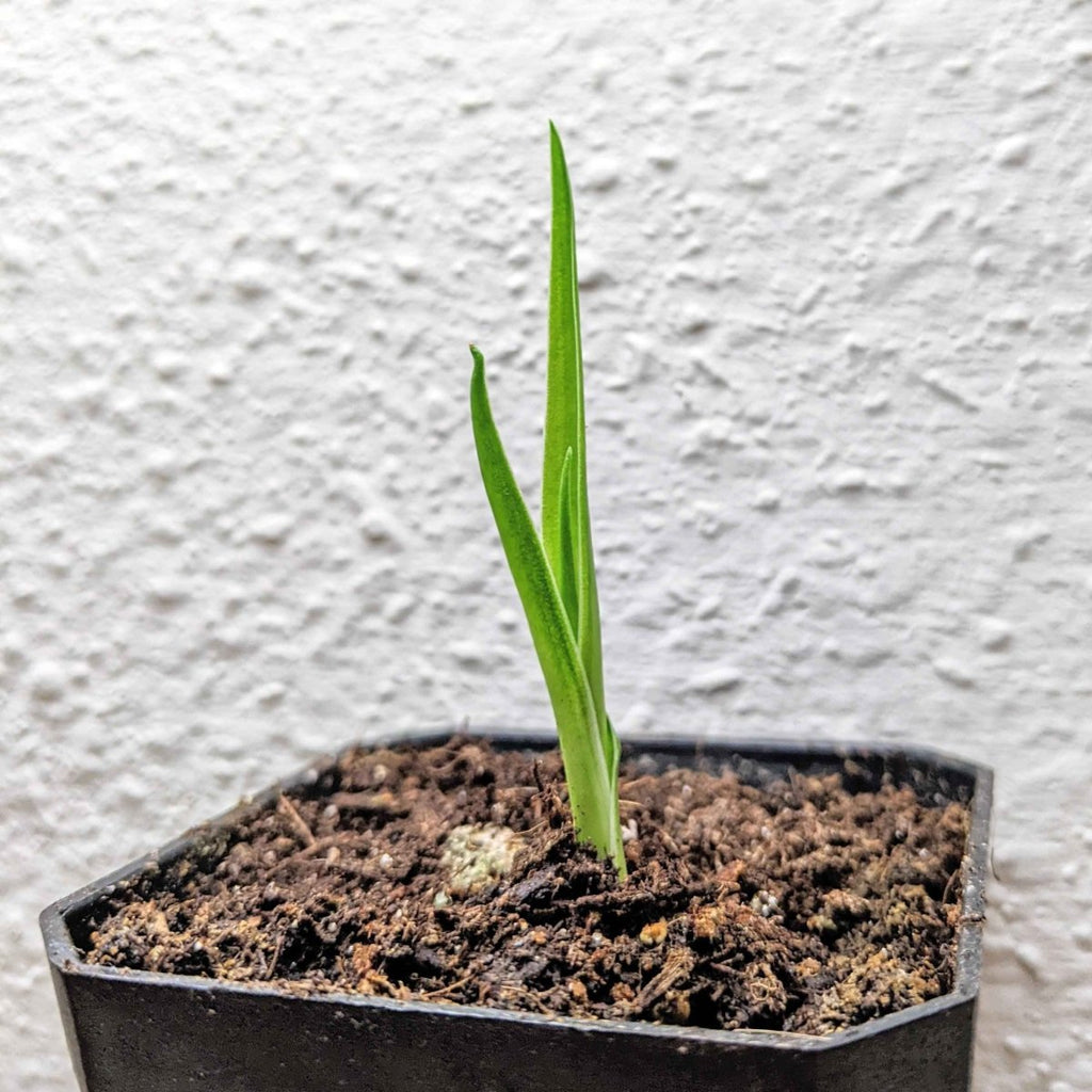 Dracaena Draco 'Dragon Tree' Seeds, view 7