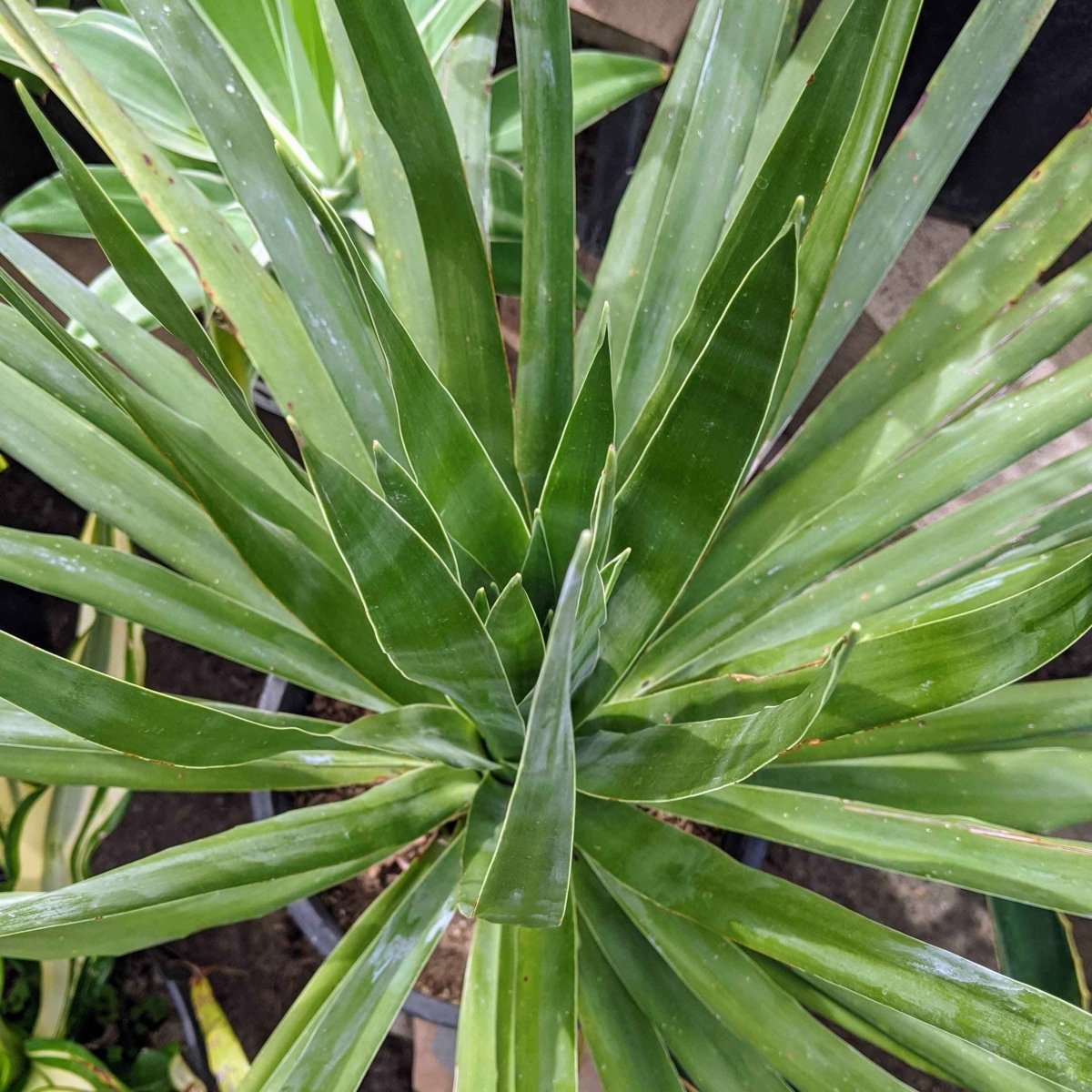 Dracaena Draco 'Dragon Tree' Seeds, view 9