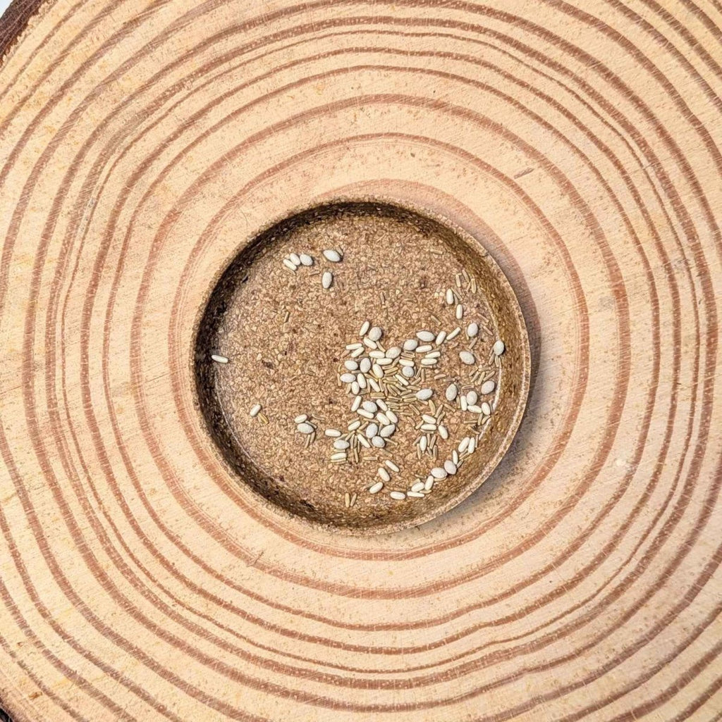 Dusty Miller Mix Seeds, view 2