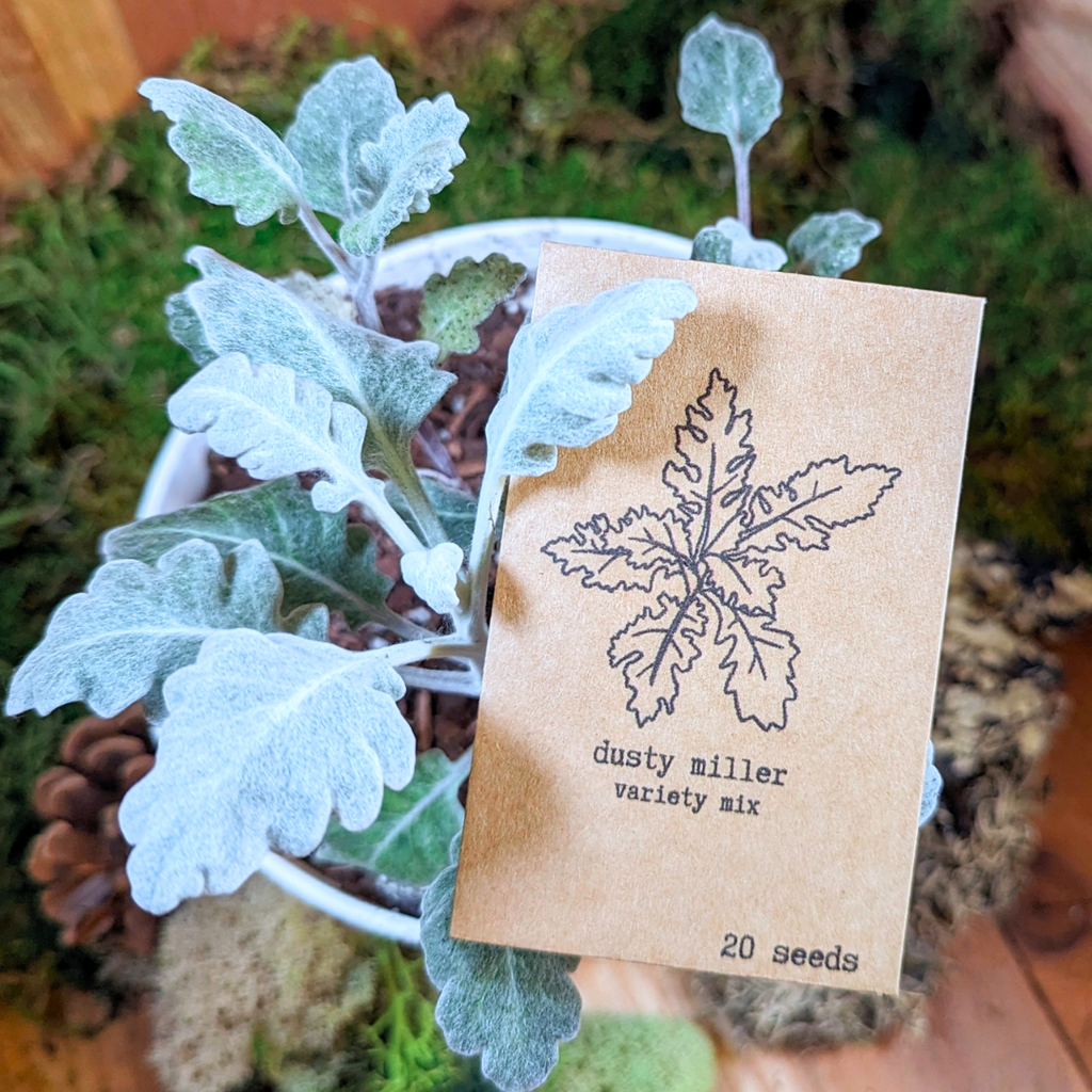 Dusty Miller Mix Seeds, view 4