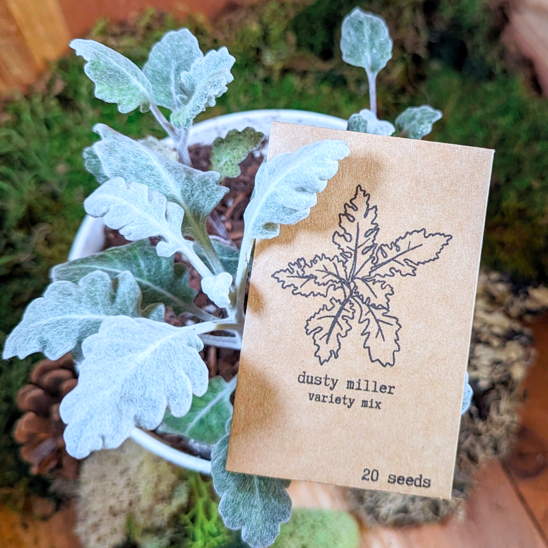 Dusty Miller Mix Seeds, view 4