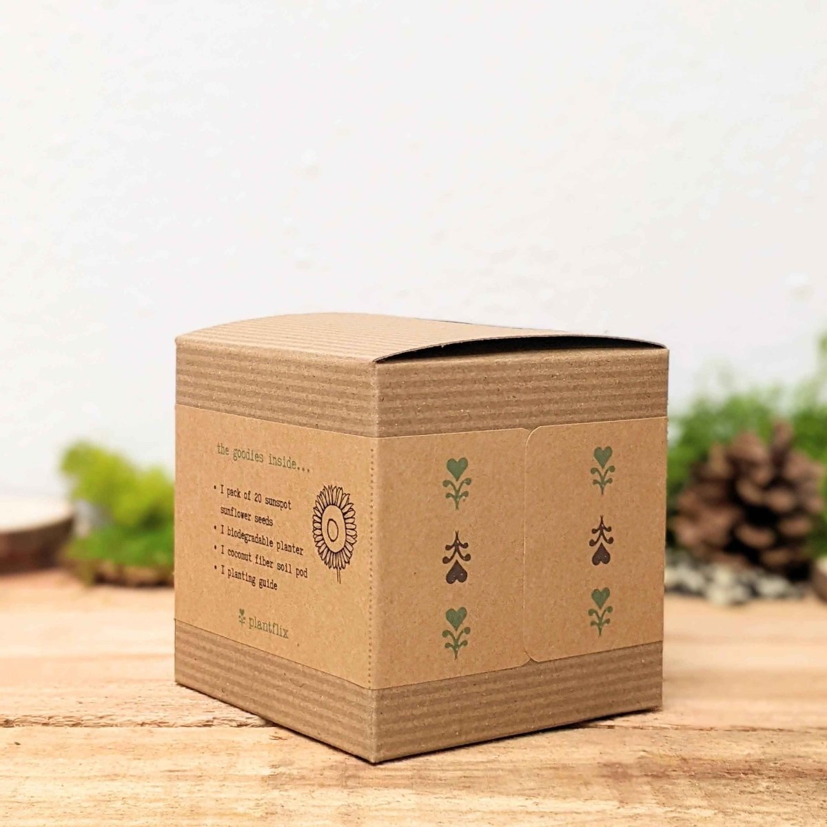 Dwarf Sunflower Beginner Grow Kit, view 4