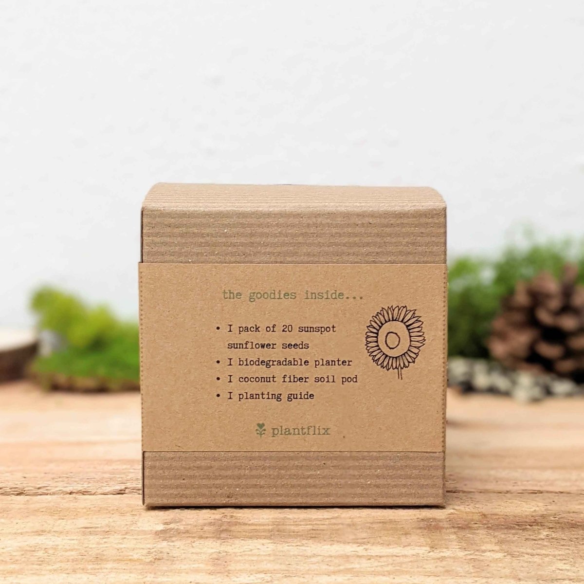 Dwarf Sunflower Beginner Grow Kit, view 5