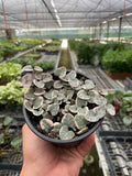 String of Hearts Variegated, view 2