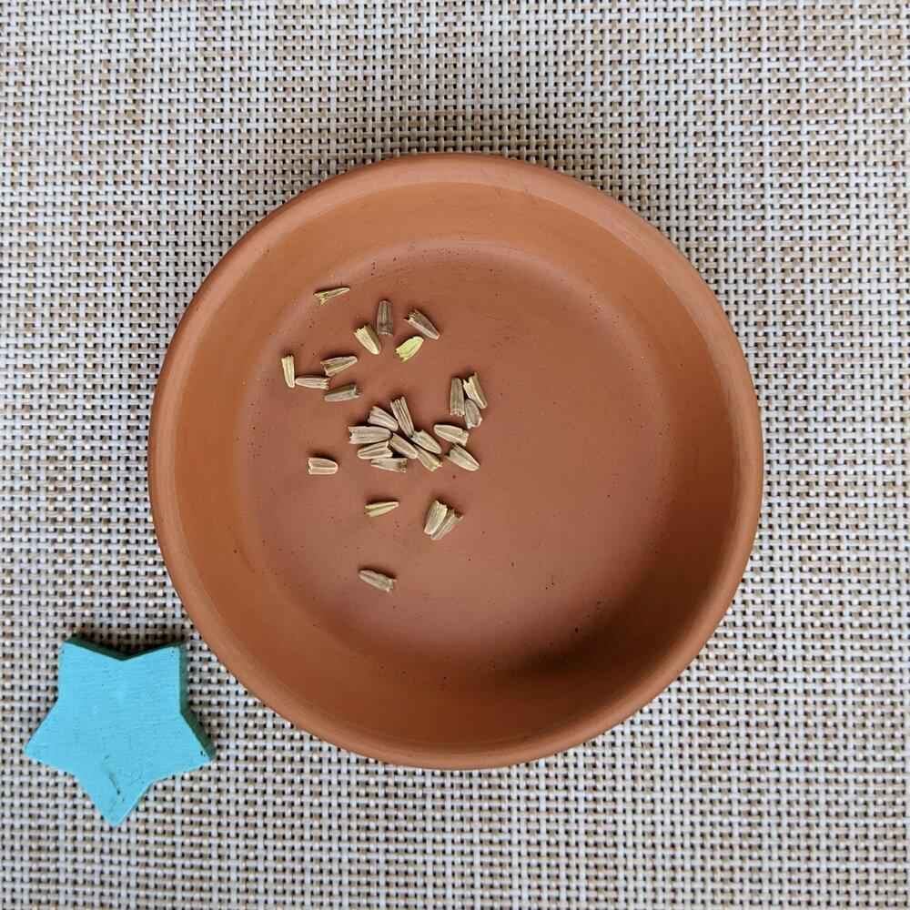 Echinacea Seeds, view 2