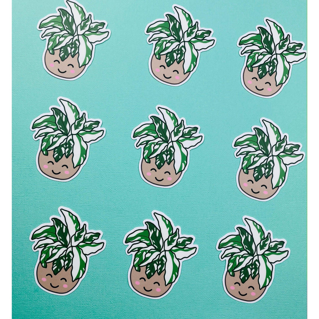 Rare Plant White Fusion Calathea Sticker, Variegated Calethea Sticker, Calethea Fusion White Sticker,, view 3