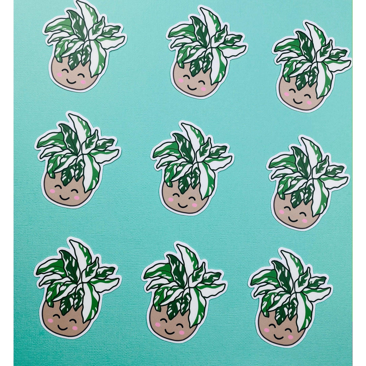 Rare Plant White Fusion Calathea Sticker, Variegated Calethea Sticker, Calethea Fusion White Sticker, Prayer Plant, Variegated Plant Sticker