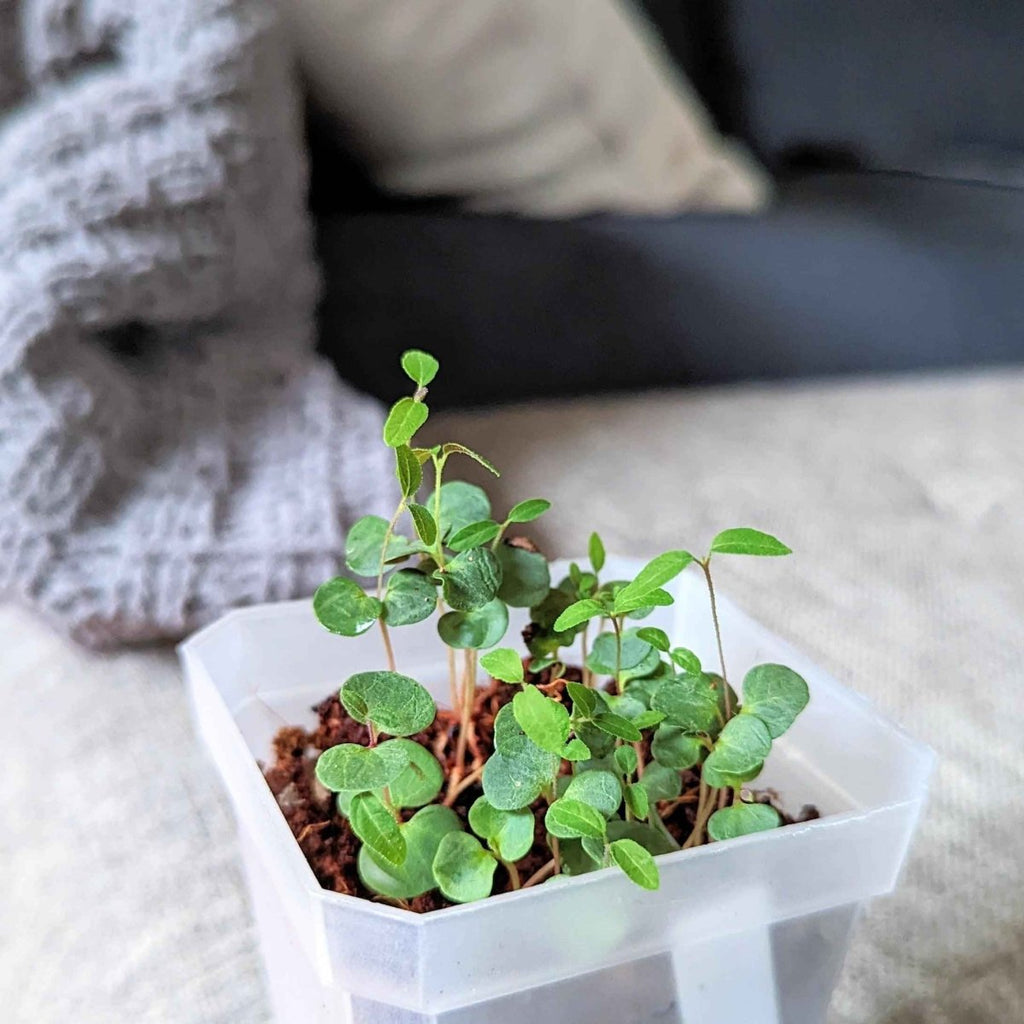 Eucalyptus Citriodora 'Lemon Eucalyptus' Seeds, view 5
