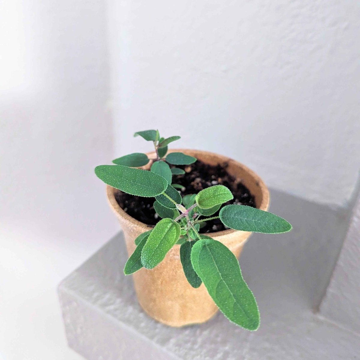 Eucalyptus Citriodora 'Lemon Eucalyptus' Seeds, view 6