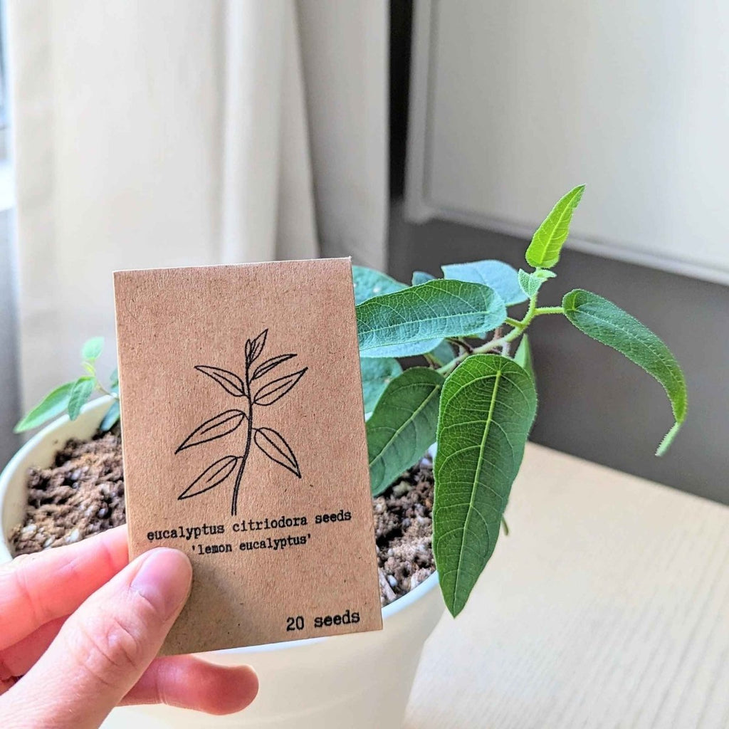 Eucalyptus Citriodora 'Lemon Eucalyptus' Seeds, view 7