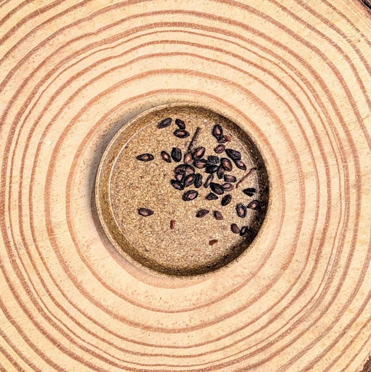 Eucalyptus Citriodora 'Lemon Eucalyptus' Seeds, view 2