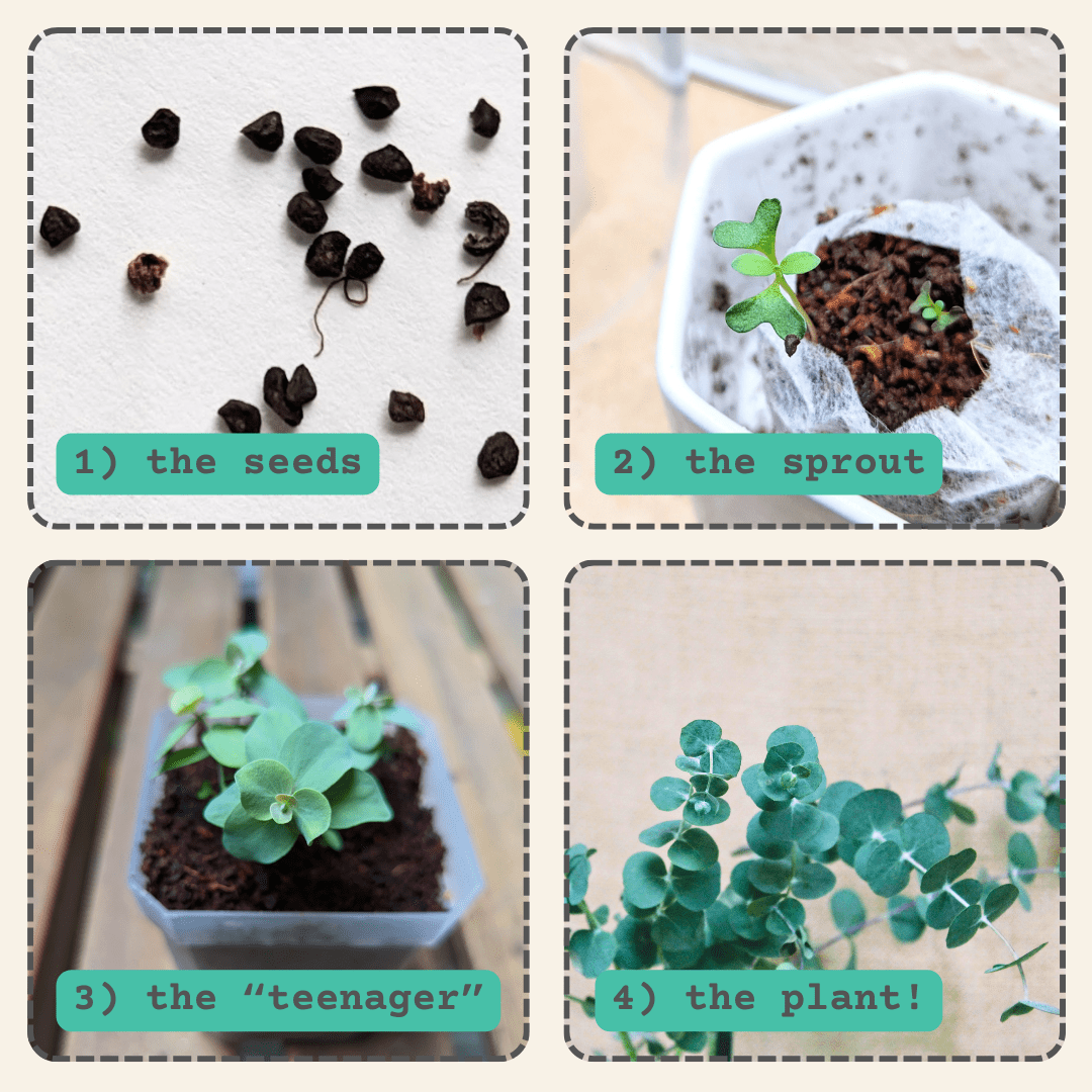 Eucalyptus Pulverulenta 'Baby Blue' Seeds, view 5