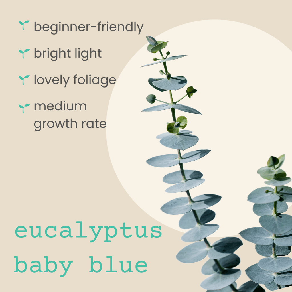 Eucalyptus Pulverulenta 'Baby Blue' Seeds, view 3