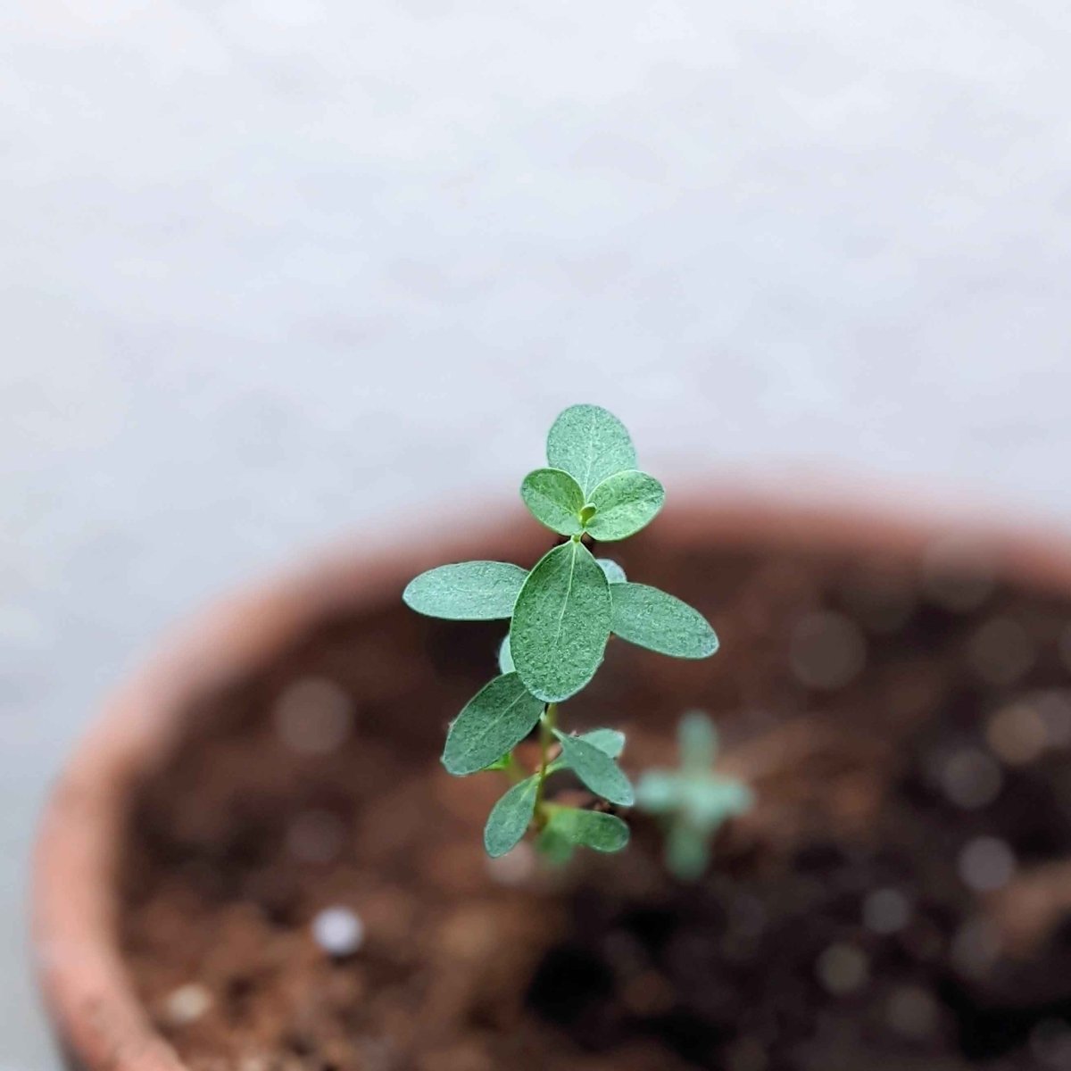Eucalyptus Pulverulenta 'Baby Blue' Seeds, view 9