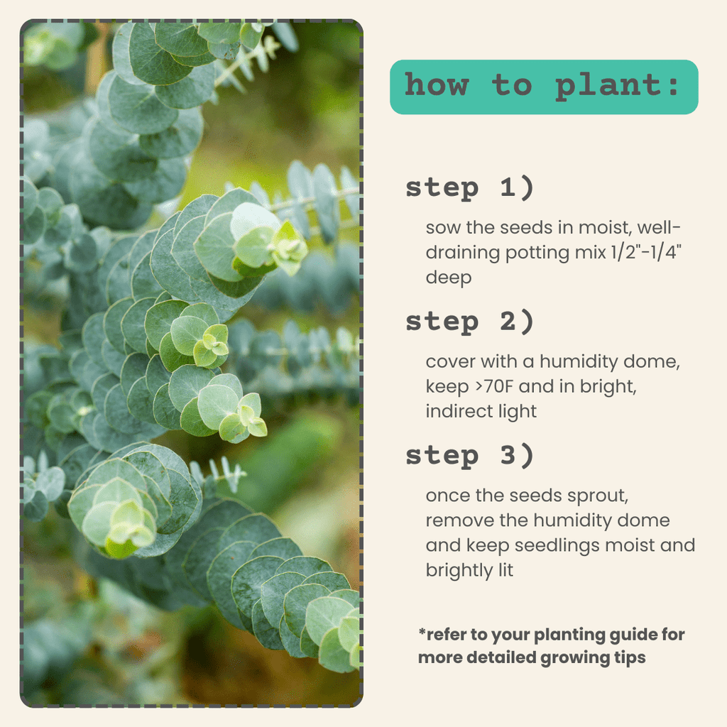 Eucalyptus Pulverulenta 'Baby Blue' Seeds, view 7
