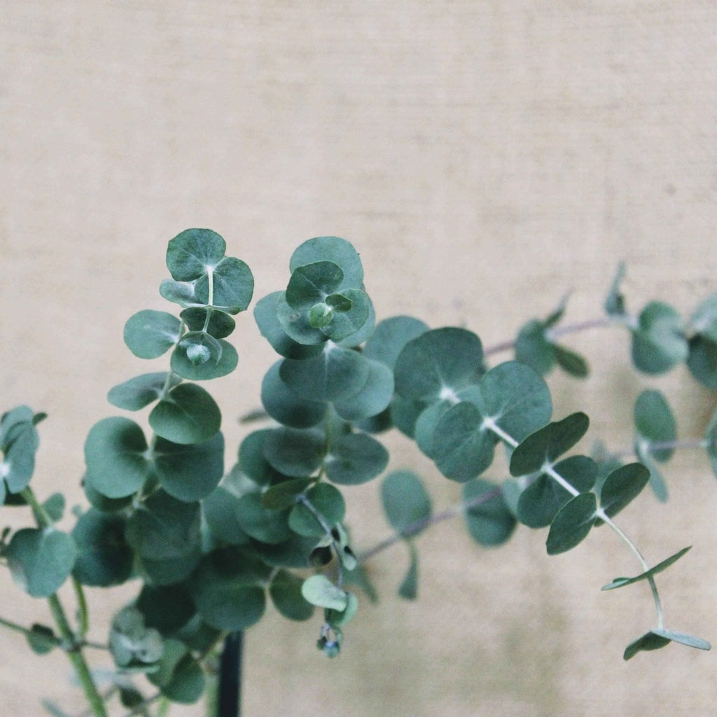 Eucalyptus Pulverulenta 'Baby Blue' Seeds, view 10