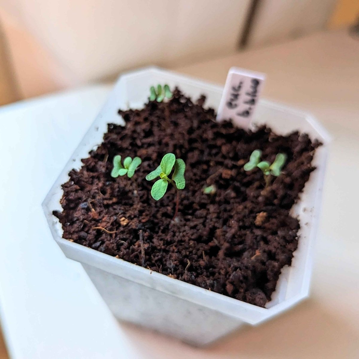 Eucalyptus Pulverulenta 'Baby Blue' Seeds, view 8