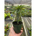 Pachypodium 'lamerei' (Madagascar Palm), view 2