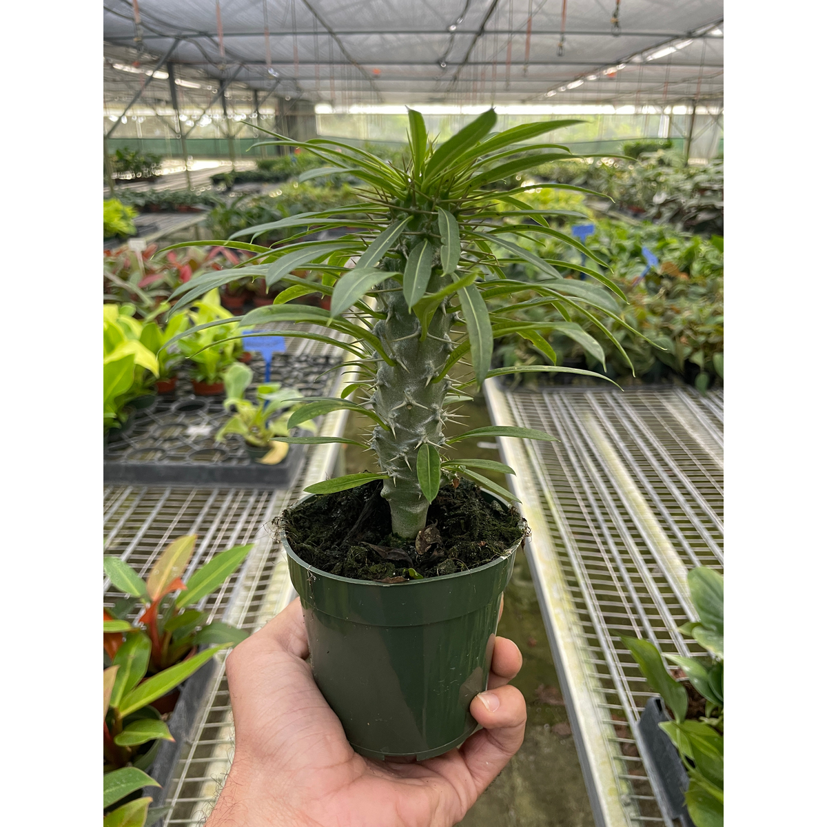 Pachypodium 'lamerei' (Madagascar Palm), view 2