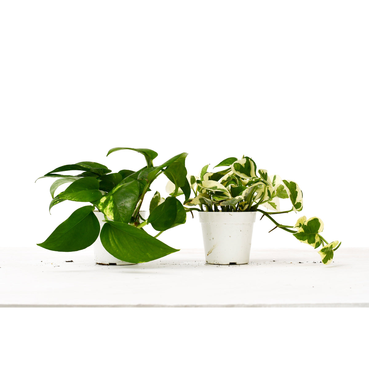 2 Pothos Variety Pack / 4" Pot / Live Plant / Home and Garden Plants, view 2