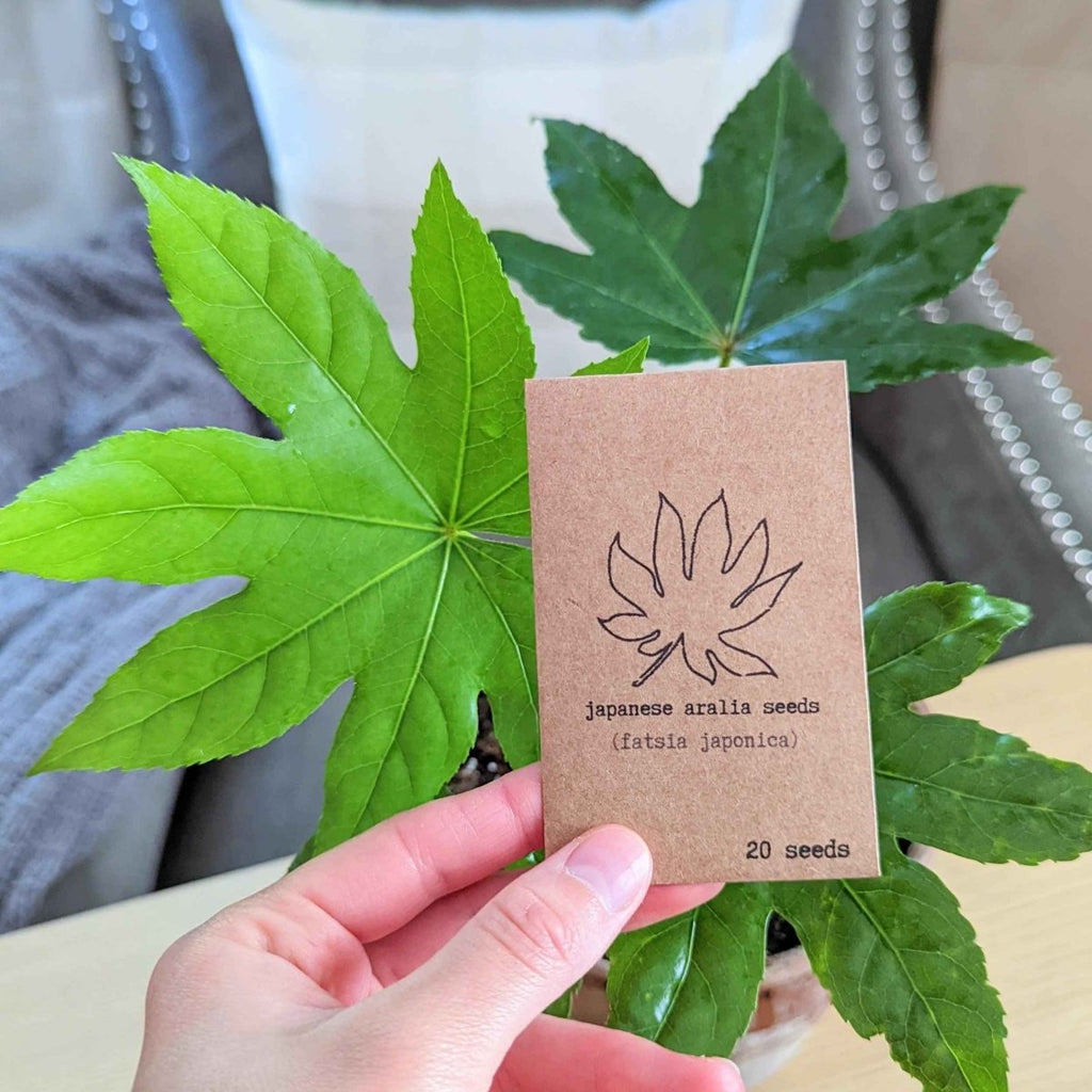 Fatsia Japonica 'Japanese Aralia' Seeds, view 8