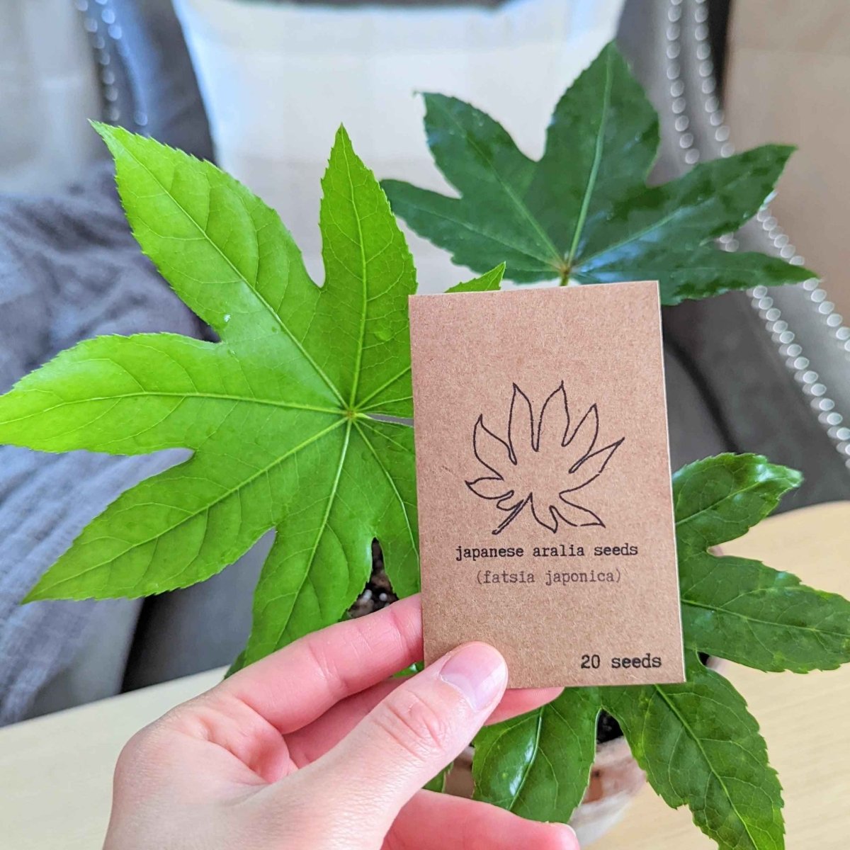 Fatsia Japonica 'Japanese Aralia' Seeds, view 8
