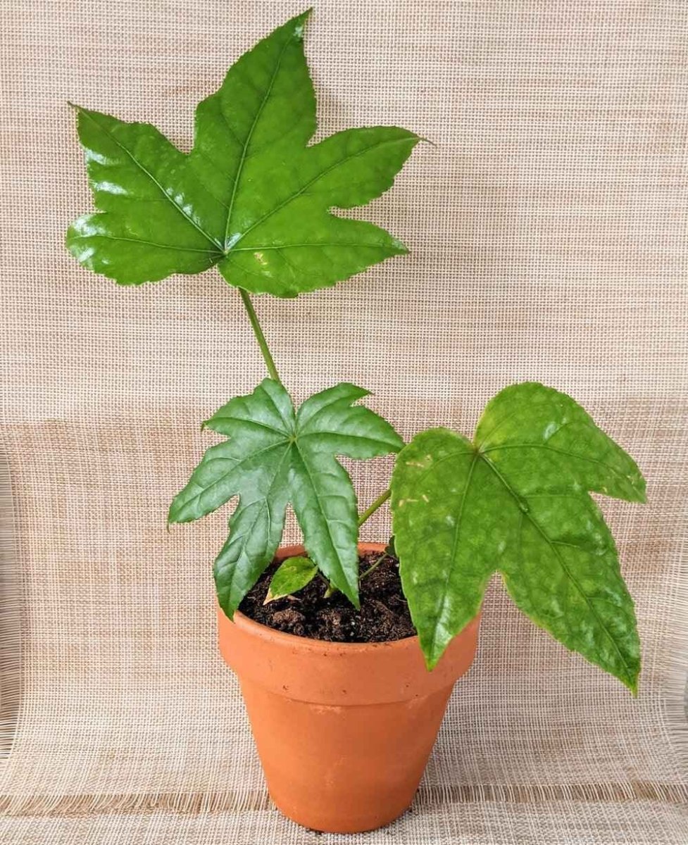 Fatsia Japonica 'Japanese Aralia' Seeds, view 12